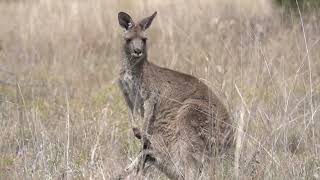 Eastern Grey Kangaroos at Lake Broadwater [upl. by Jobi]