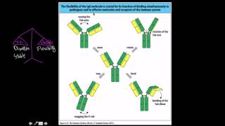 Immunology Isotypes of antibodies [upl. by Gardy]