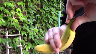 How to peel a Banana  Wie schält man eine Banane  Schnell und Einfach [upl. by Llewol706]