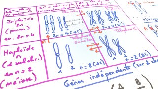 eSVT Les bases de génétique  haploïde diploïde chromosomes gènes [upl. by Hermina]