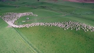 Mesmerising Mass Sheep Herding [upl. by Lemahs330]