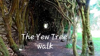 THE YEW WALK Gormanstown castle [upl. by Adrahs70]