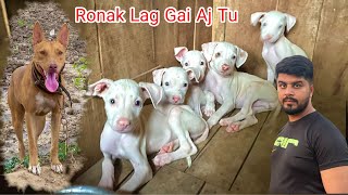 Atnay Saray Dogs 1 Sath A Gay  Deray Par Ajj Ronak Lag Gai❤️❤️❤️  Punjabi Shok Vlogs [upl. by Litch671]