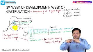 11 Third Week Of Development  Embryology🚼 [upl. by Adnoma]