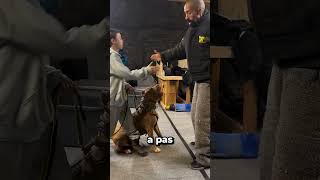 Le CHIEN le PLUS ENTRAINÉ au MONDE  🐶😱 [upl. by Neelyahs]