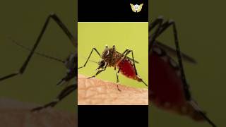 Mosquitoes are not bitingit is injecting  Azmans Point  azmanspoint trending mosquito shorts [upl. by Trace113]