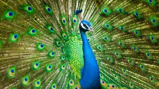 Peacock song or callBeautiful Peacock opening amp closing feathers Peacock dance [upl. by Ledoux]