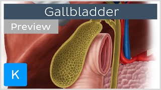 Anatomy of the gallbladder in situ preview  Human Anatomy  Kenhub [upl. by Galateah]