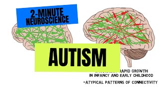 2Minute Neuroscience Autism [upl. by Nref905]