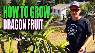 How to GROW Dragon Fruit  TIPS and ADVICE  GREAT INFO For BEGINNERS [upl. by Christmas5]