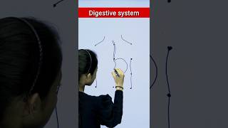 Digestive system drawing drawing digestivesystem biology [upl. by Rednijar461]