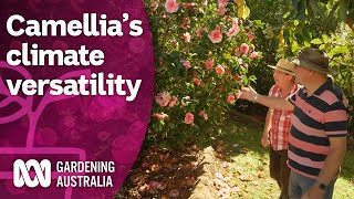 The littleknown versatility of the winter classic camellia  Discovery  Gardening Australia [upl. by Poul]