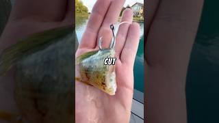 Let’s fish for CATFISH using a TINY ROD🐟🎣 baitfishing fishing fish catfishfishing [upl. by Ragse]