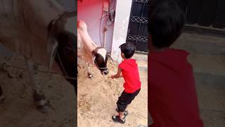 Hanzal ny roti khilaye cow ko 🐄bakra laray bado badi 🐮 cow kids song baby shortsviral viral [upl. by Harlie]