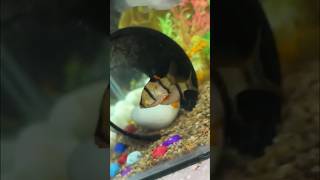 Tiger fish🐯ande dene🥚wali h ytshorts shorts viral trending petsvlog minivlog fish [upl. by Adnav]