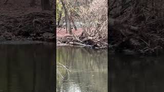 My walk on the Greenbelt today… flowers fall leaves amp Vulture Island nature Naturewalk TN [upl. by Dacy]