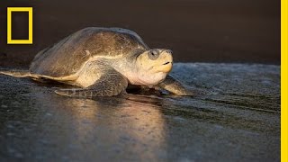 Over 100000 Sea Turtles Nest at the Same Time How  National Geographic [upl. by Pegasus]