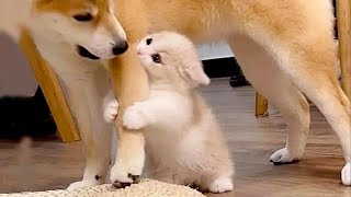 New Funniest Cats And Dogs Videos 😁 Best Of The 2023 Funny Animal Videos 😁  Cutest Animals Ever [upl. by Ahseena688]