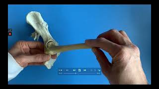 Hip joint examination script [upl. by Pilif]