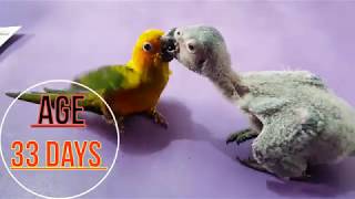 Congo African Grey Parrots Baby Chicks Hand Feeding Care And Treatment Tips And Growing Progress [upl. by Adnawyek71]