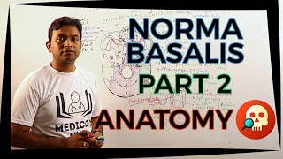 ANAHNB006 Norma Basalis Pt 2  Anatomy  Dr Prashant Sharma [upl. by Higinbotham]