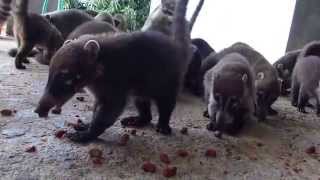 Coatimundi at the Witzoo wildlife sanctuary Belize [upl. by Natalia]