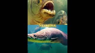 Arapaima Gigas vs piranha [upl. by Marteena]