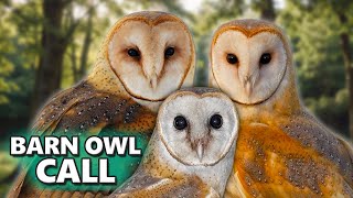 BARN OWL CALL  Its sounds and their variations [upl. by Colet]