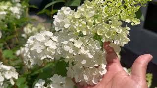 Recorrido del jardín de hortensias en Julio 🤩 jardinería plantas hortensias jardin jardines [upl. by Norvan]