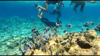 Maldives snorkeling [upl. by Oicnanev]