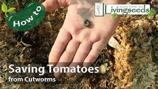 Saving Cutworm Damaged Tomatoes [upl. by Brick407]