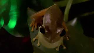 Tree Frog Relaxing Call Sounds 4K [upl. by Eimrej633]