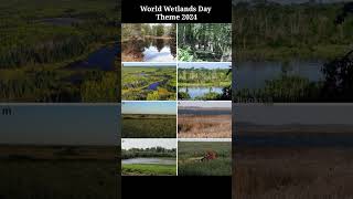 World Wetlands Day Theme 2024 What is the theme of world wetlands day 2024 2 February Wetlands Day [upl. by Manara]