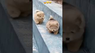 OMG 😰 poor puppiesshorts cute funny cat dog pets [upl. by Asilec673]