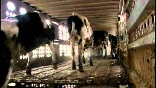 Cattle Handling Part 2 [upl. by Viviene]