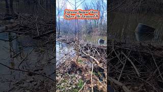 Extreme Make Over For Extreme Beaver Dam beaverdam shorts [upl. by Macpherson933]