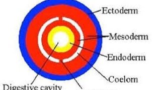 Germ Layers and Coelom [upl. by Eilata]