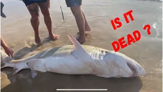 sand tiger shark jeffreys bay south africa [upl. by Alanna44]