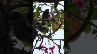 Mated pair of mynah birds on tivua Island fiji [upl. by Kalam564]