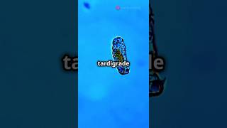 Natures ULTIMATE Survivors The Tardigrade 🌀  facts marinelifewonders history ocean water [upl. by Claudianus]