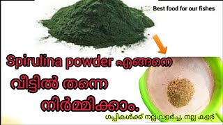 How to make spirulina powder at home [upl. by Ttoile]