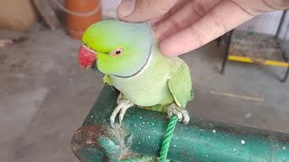 Indian Ringneck Parrot Getting Cuddles [upl. by Rance548]