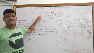 Chymotrypsin a proteolytic enzyme [upl. by Mortensen]