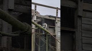 Ring tailed lemur climbing [upl. by Albertson773]