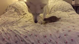 Prairie dog popcorn confront wolf hybrid [upl. by Geraud]