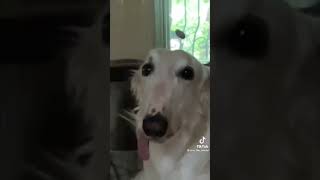 funny borzoi dog 🤣 [upl. by Hedgcock]