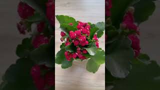 Kalanchoe 🌺 kalanchoe plants nature kalanchoeplant plantlover [upl. by Satterfield231]