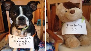 Hilarious Dog Shaming Photos [upl. by Nnybor547]