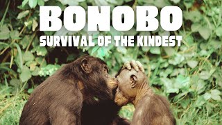 Bonobo Survival of the Kindest Documentary [upl. by Mauretta]