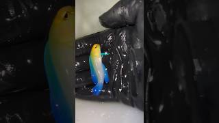 Yellowhead Jawfish 🐠 fish aquarium beautiful shorts [upl. by Daron924]